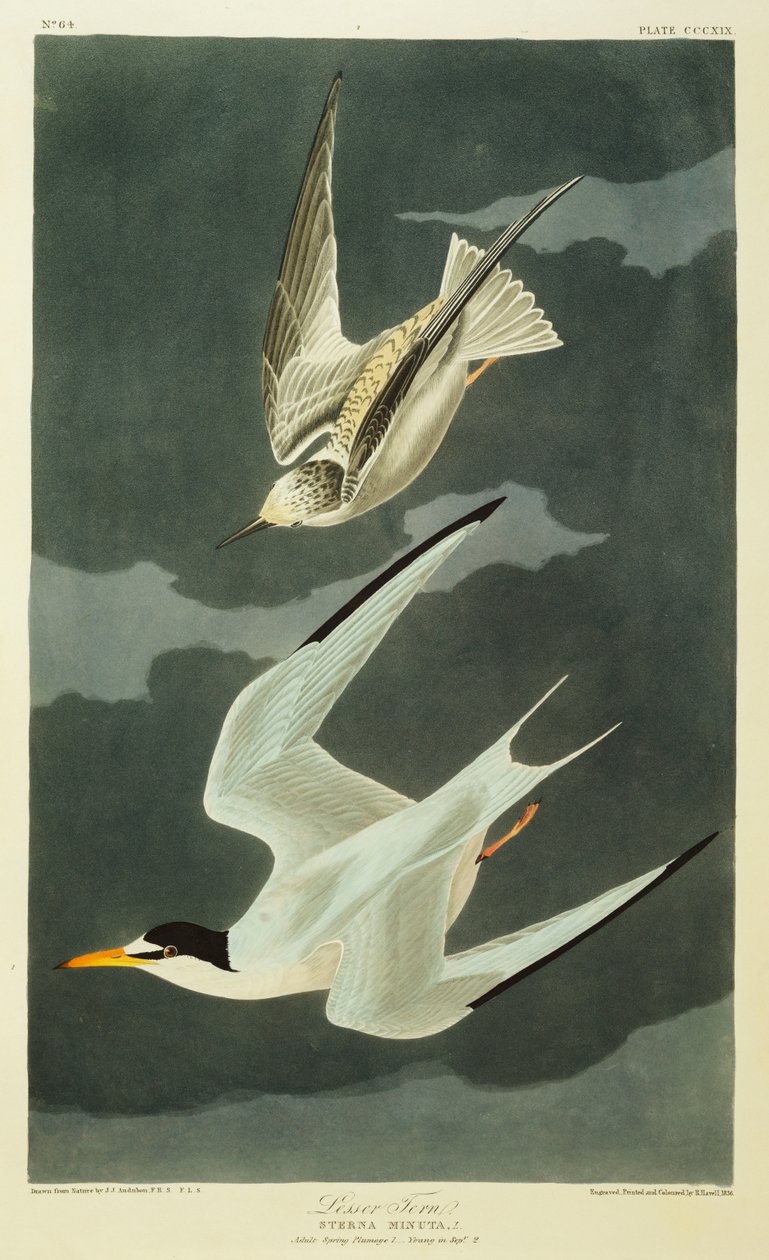 Lille Tern. Lille Tern af John James Audubon