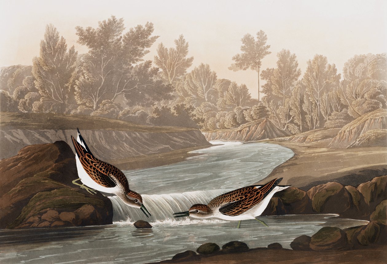 Little Sandpiper, Tringa Pusilla, fra "The Birds of America" af John J. Audubon, pub. 1827-38 af John James Audubon