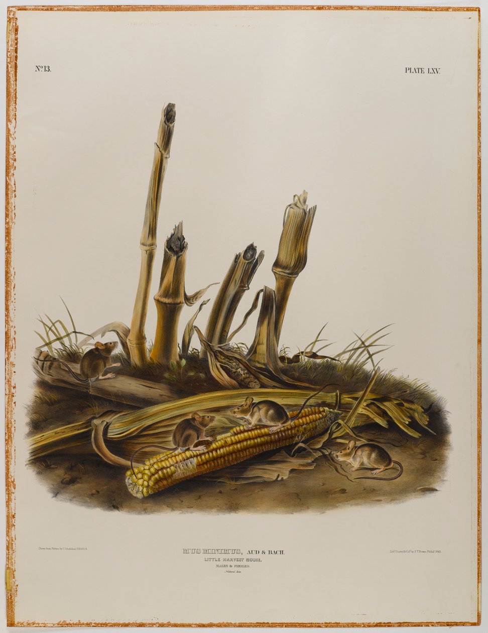 Lille høstmus af John James Audubon