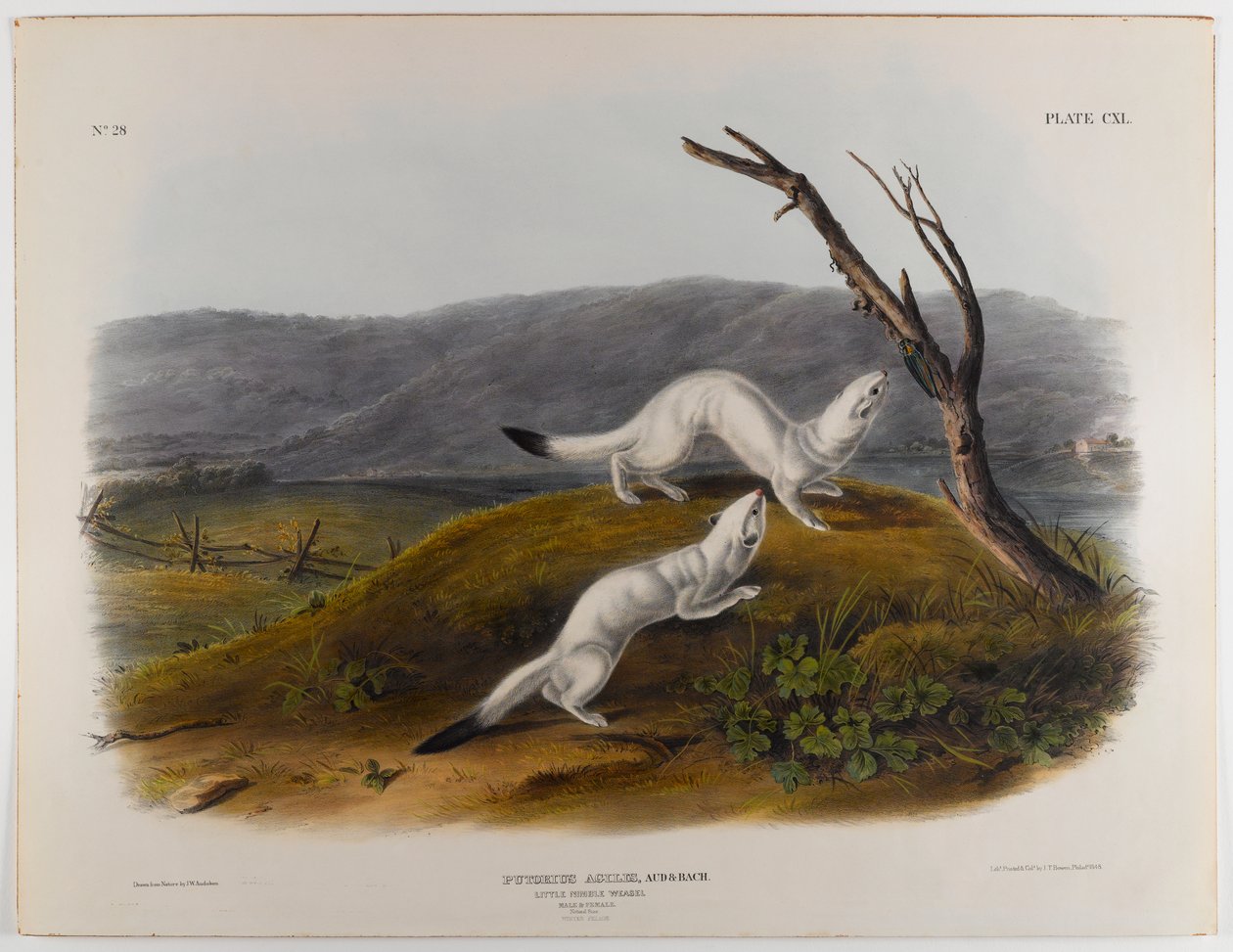 Lille kvik væsel af John James Audubon