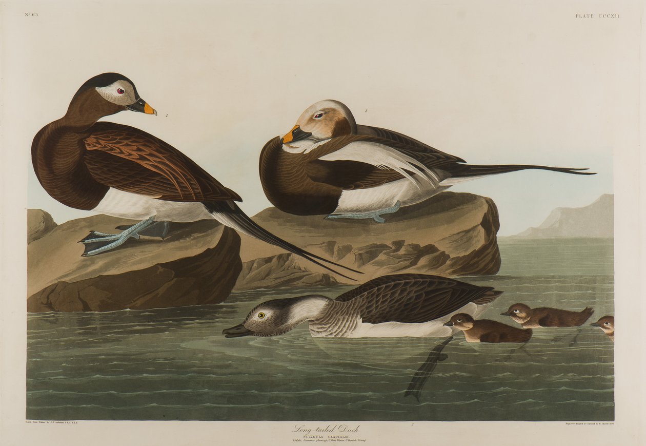 Langhalet and, 1836 (wc på papir) af John James Audubon