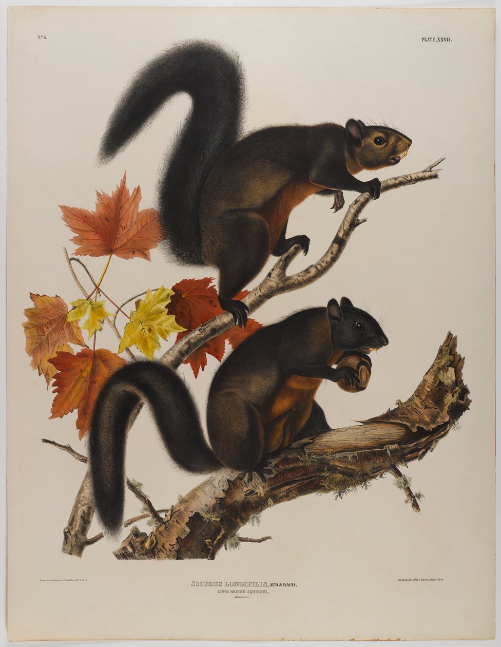 Langhåret egern af John James Audubon