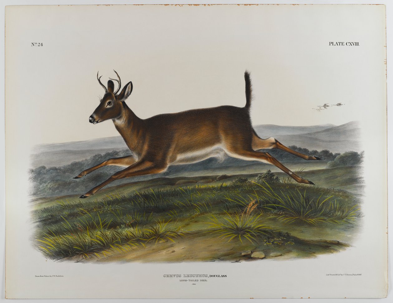Langhalehjort, 1847 af John James Audubon