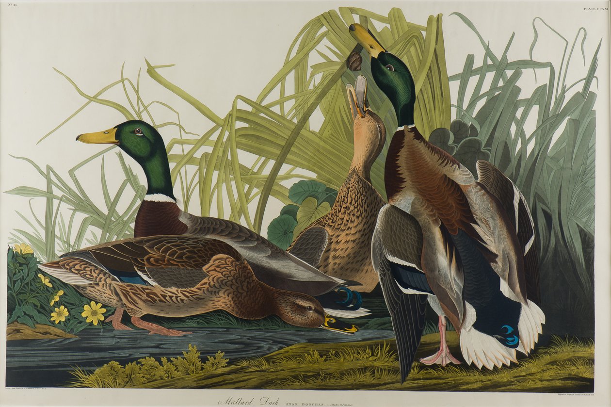 Gråand, 1834 (wc på papir) af John James Audubon
