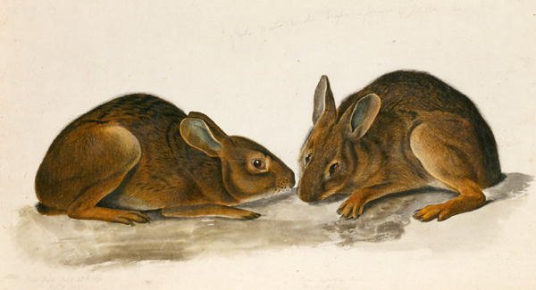 Marsh Hares (wc på papir) af John James Audubon