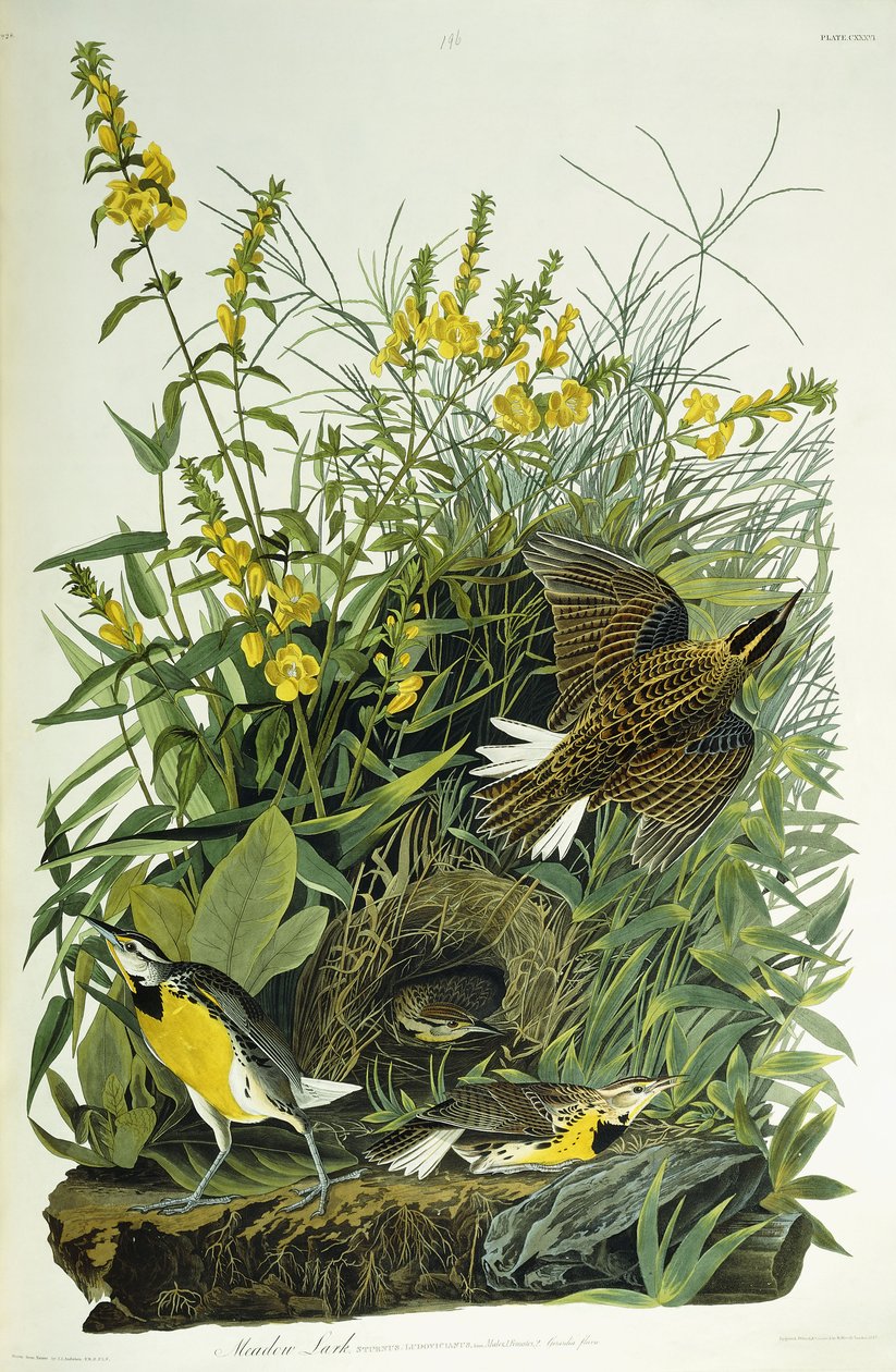 Englærke, 1832 af John James Audubon