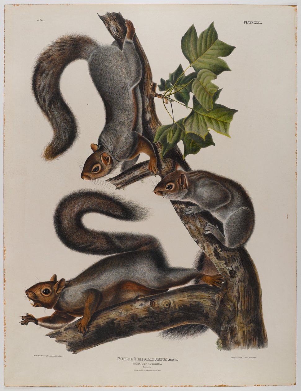 Vandrende egern af John James Audubon