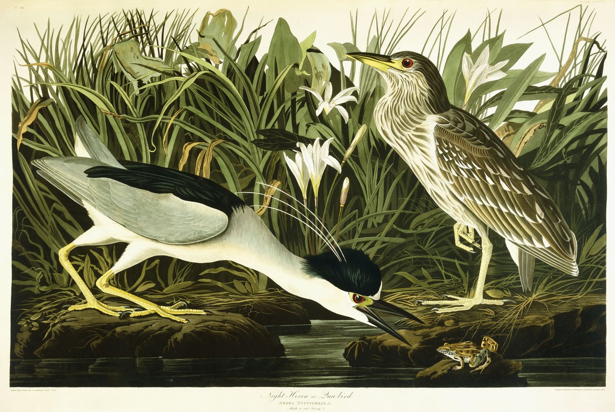 Night Heron eller Lua Bird, 1835 af John James Audubon