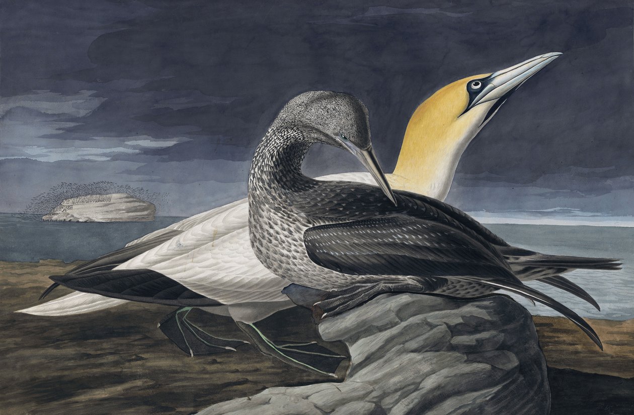 Northern Gannet, Morus Bassanus, fra "The Birds of America" af John J. Audubon, pub. 1827-38 af John James Audubon