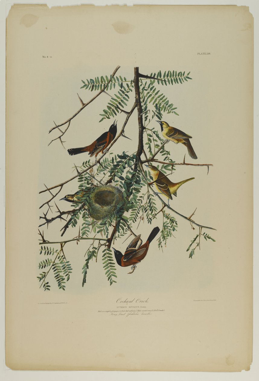 Orchard Oriole, trykt af Julien Bien og udgivet af Roe Lockwood & Son, 1861 (kromolitografi) af John James Audubon