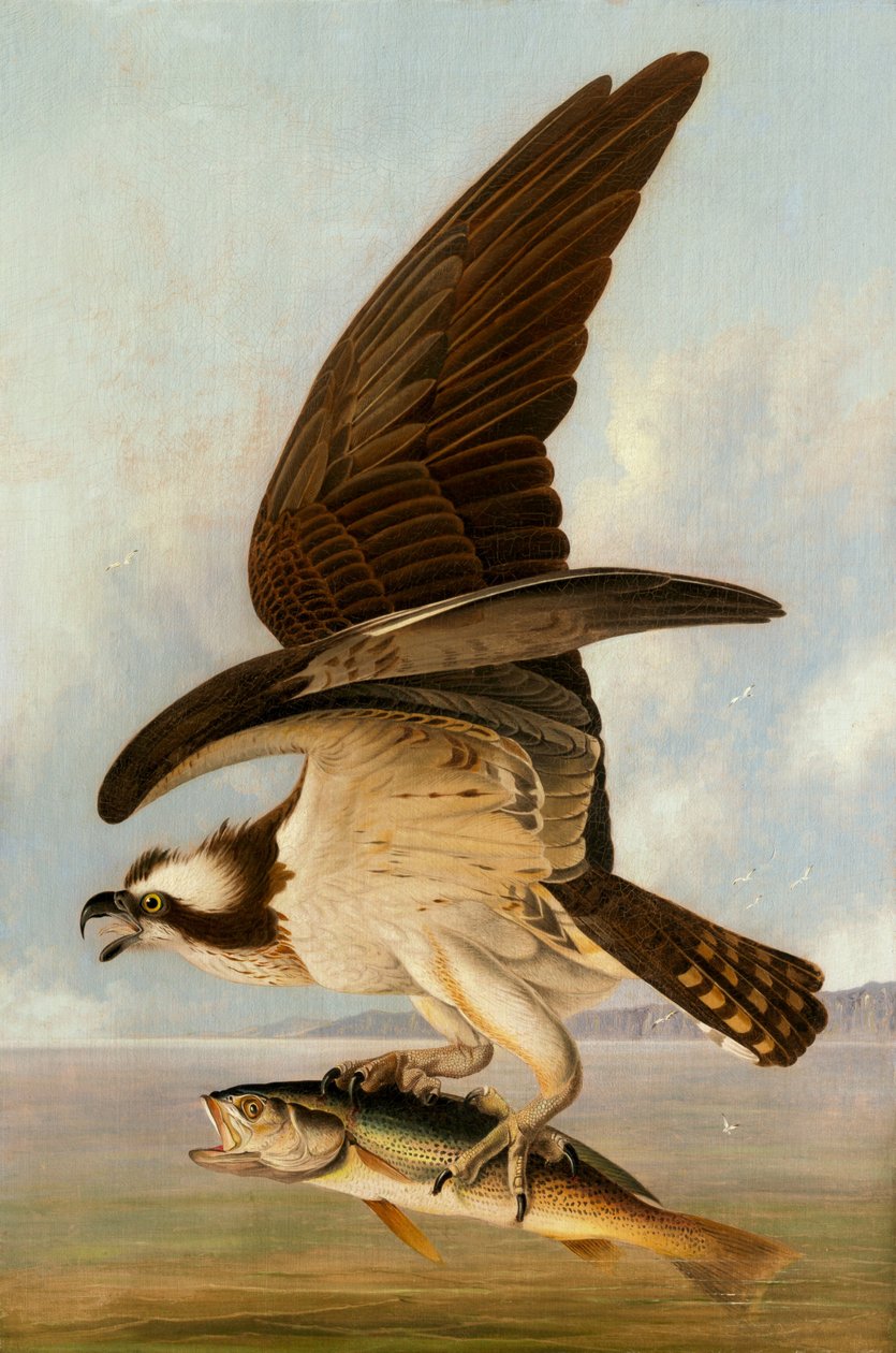 Fiskeørn og svag fisk, 1829. af John James Audubon