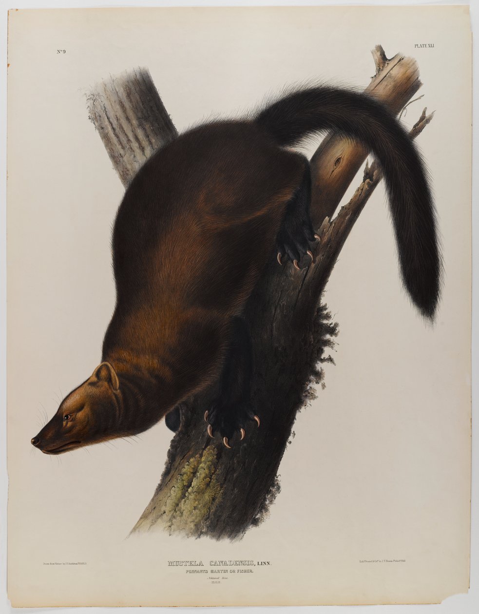 Vimpler martin eller fisher af John James Audubon