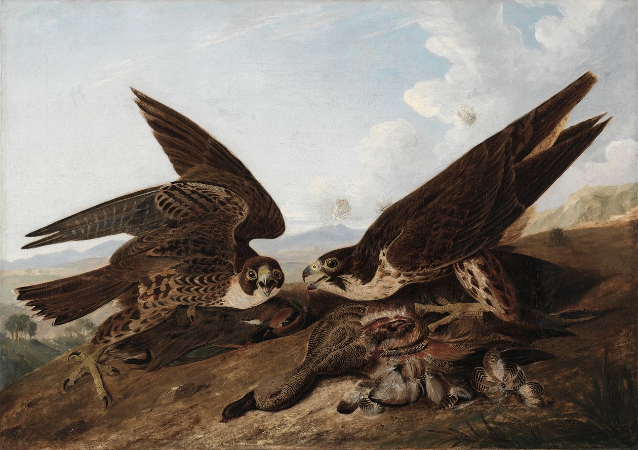 Vandrefalke (Duck Hawks) af John James Audubon