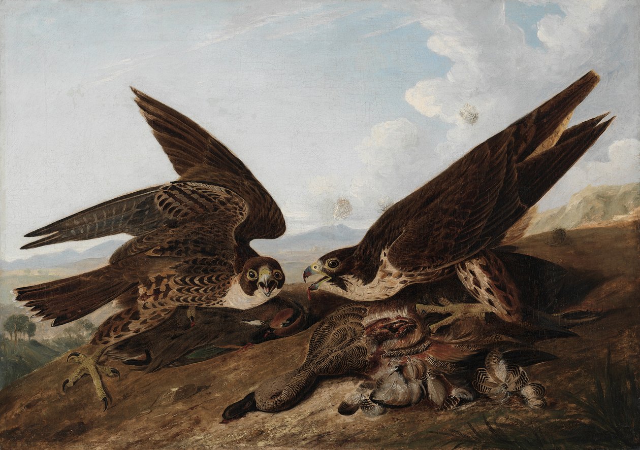 Vandrefalke af John James Audubon