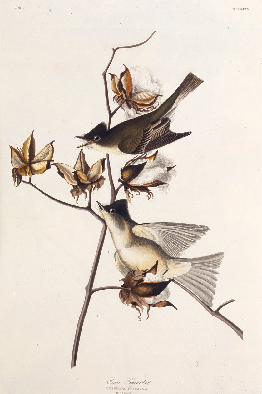 Pewit Fluefanger. Fra The Birds of America, 1827-1838. af John James Audubon