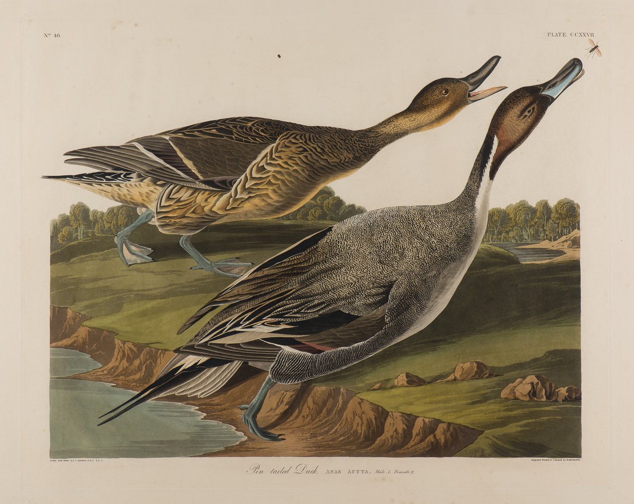 Pin Tailed Duck, 1834 (wc på papir) af John James Audubon