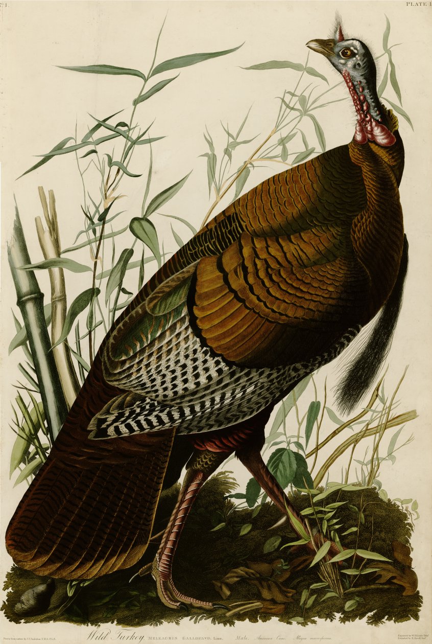 Plade 1 af Birds of America, der viser en vild kalkun. af John James Audubon