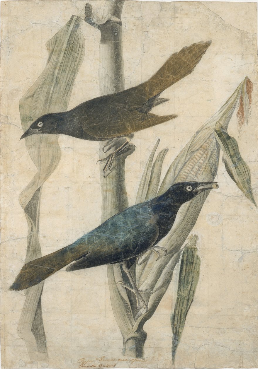 Lilla Grackle, begyndelsen af midten af det 19. århundrede. af John James Audubon