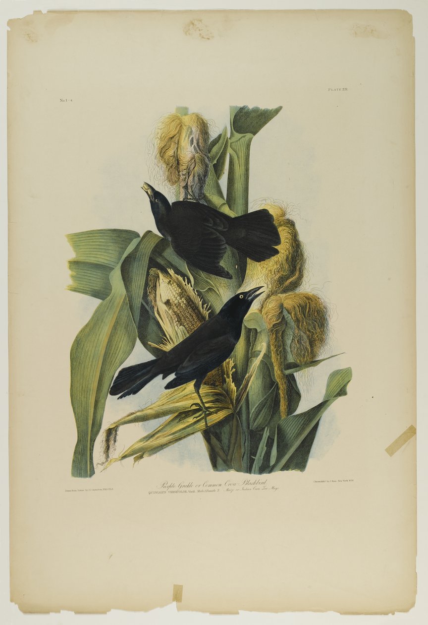 Purple Grackle or Common Crow Blackbird, trykt af Julien Bien og udgivet af Roe Lockwood & Son, 1861 (chromolithograph) af John James Audubon