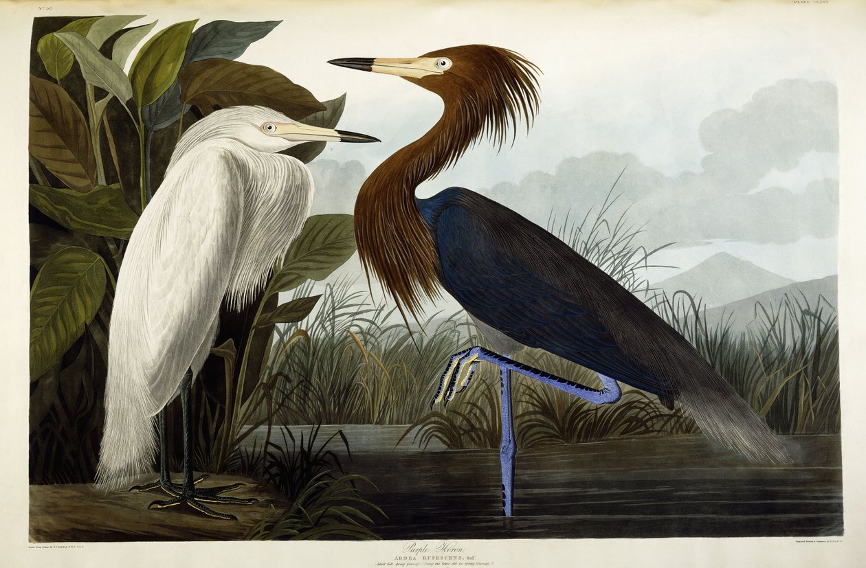 Lilla hejre, ca. 1835 af John James Audubon