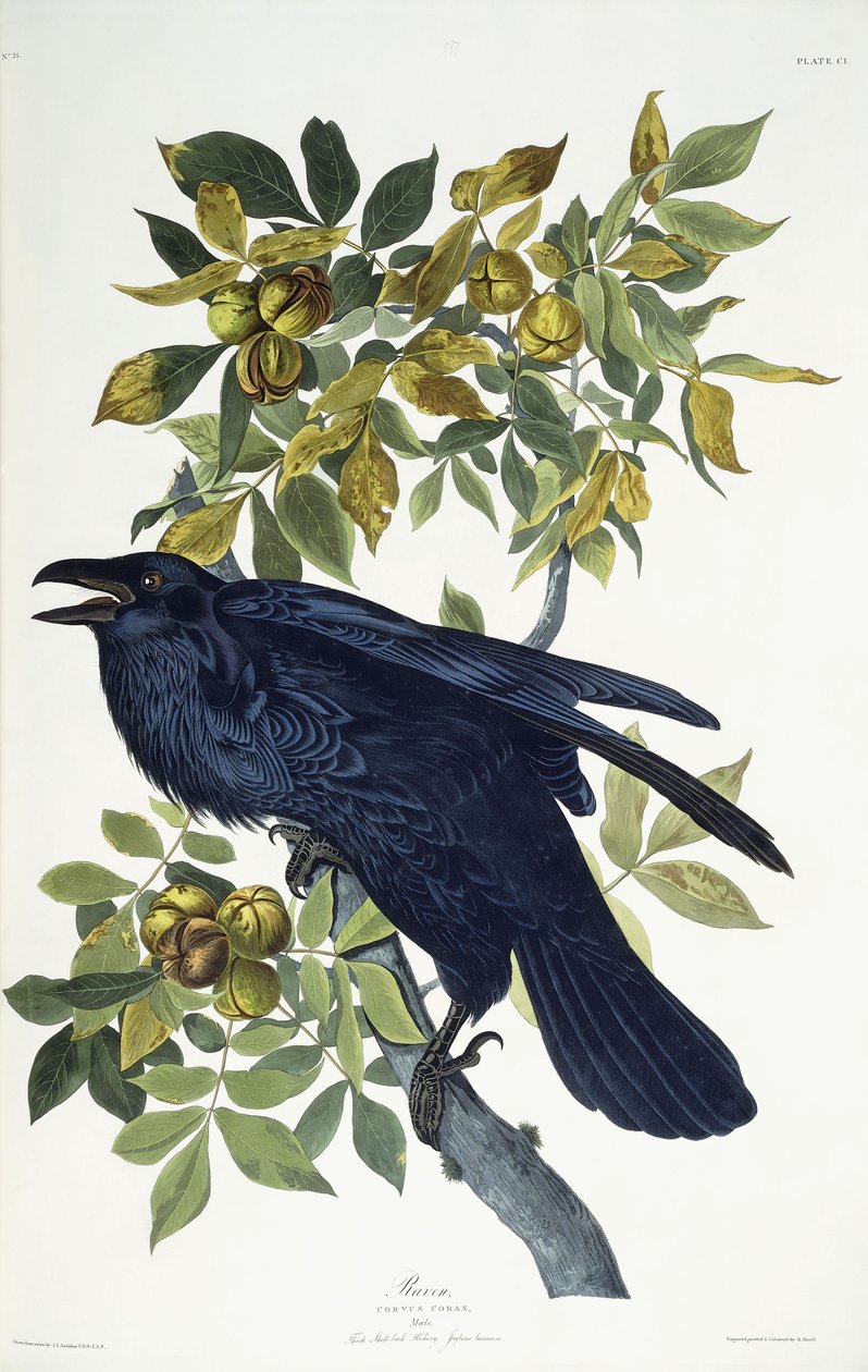 Ravn, af John James Audubon