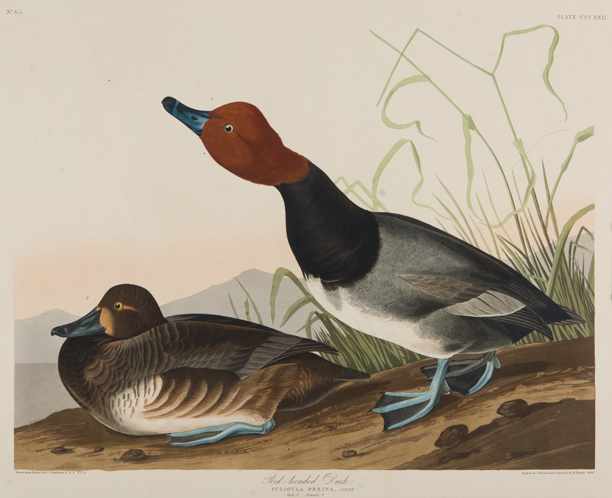Rødhovedet and, 1836 (wc på papir) af John James Audubon