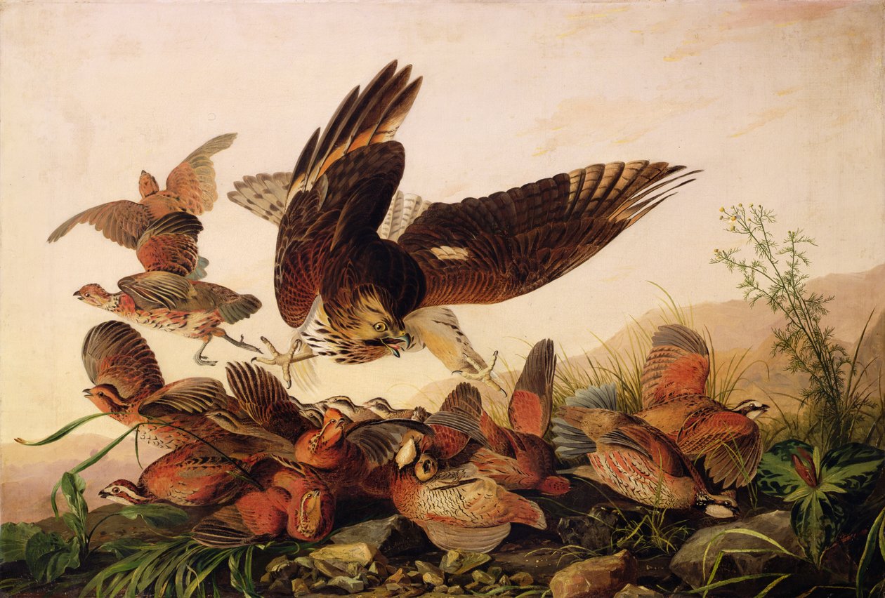 Rødskuldret høg angriber bobhvide agerhøns, 1827 af John James Audubon