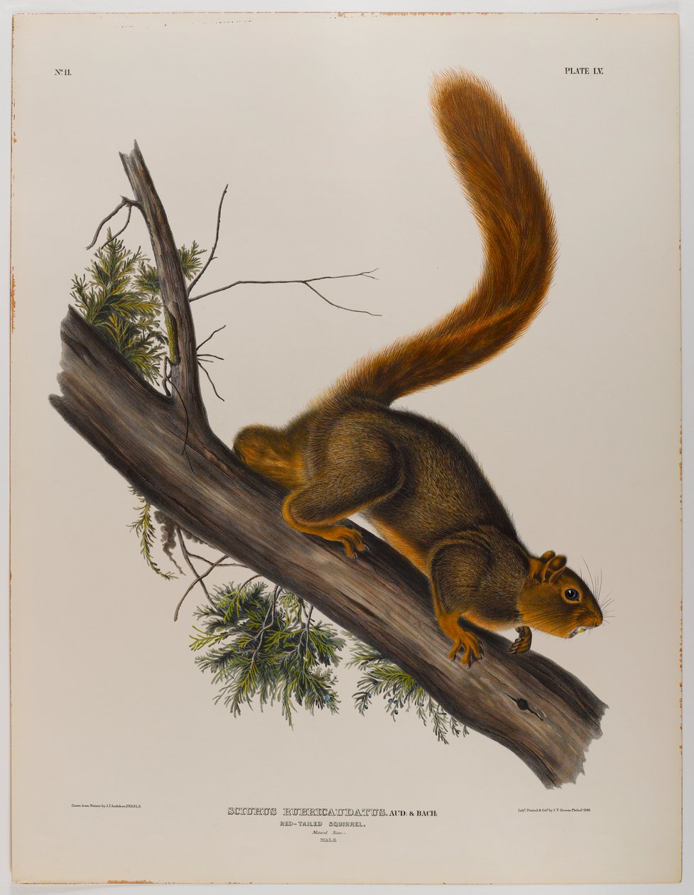 Rødhale egern af John James Audubon
