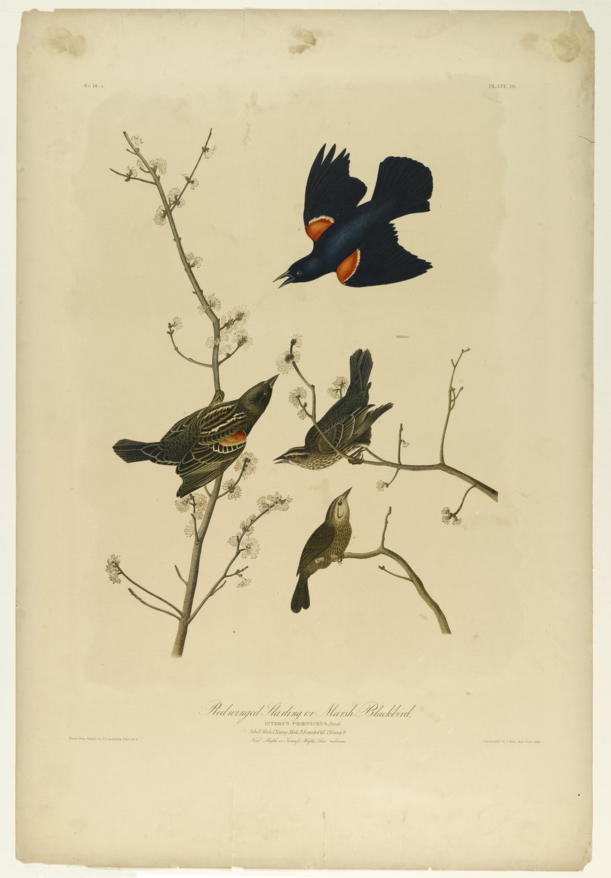 Rødvinget Stær eller Marsh Blackbird, trykt af Julien Bien og udgivet af Roe Lockwood & Son, 1861 (kromolitografi) af John James Audubon