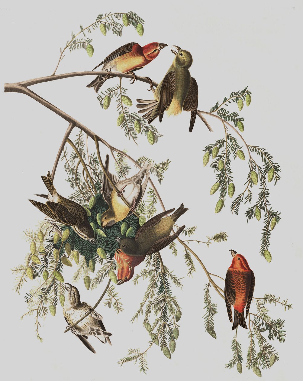 Røde Korsnæb, Loxia Curvirostra, fra "The Birds of America" af John J. Audubon, pub. 1827-38 af John James Audubon