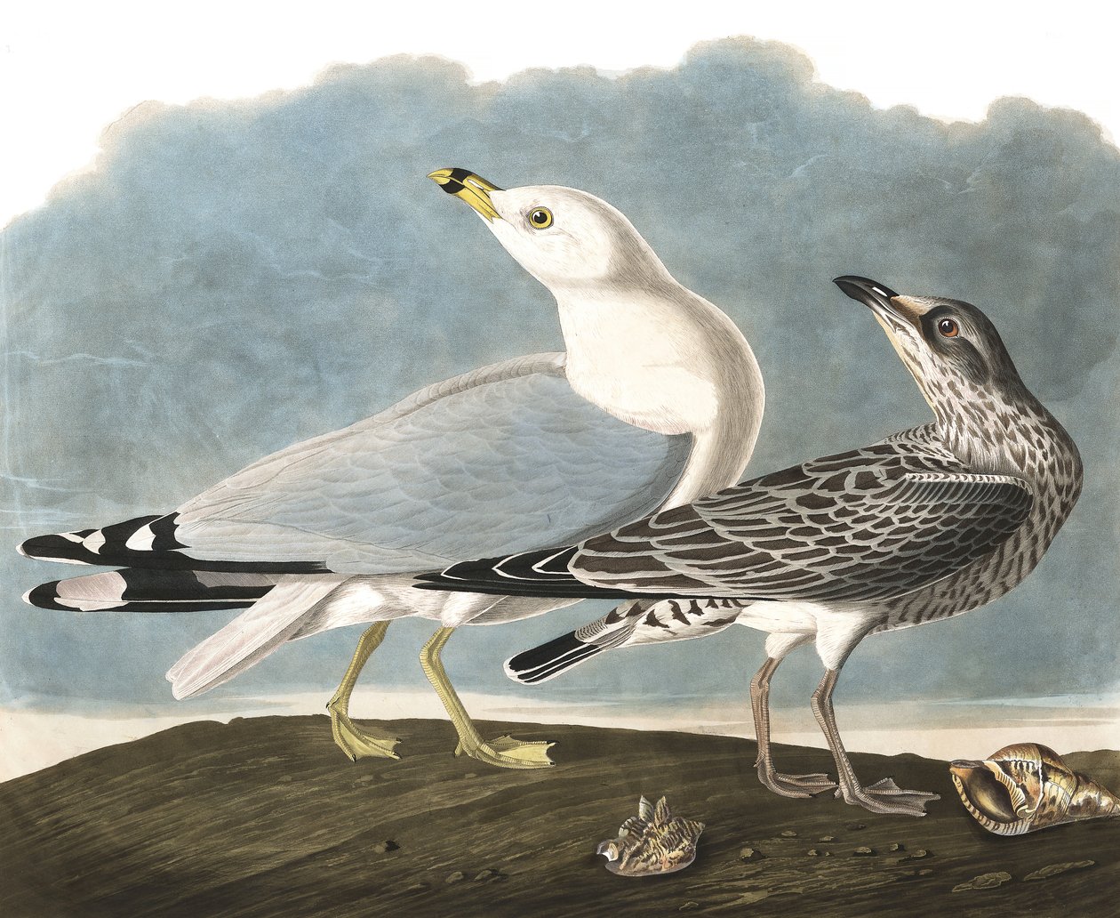 Ring-billed Gull, Larus Delawarensis, fra "The Birds of America" af John J. Audubon, pub. 1827-38 af John James Audubon