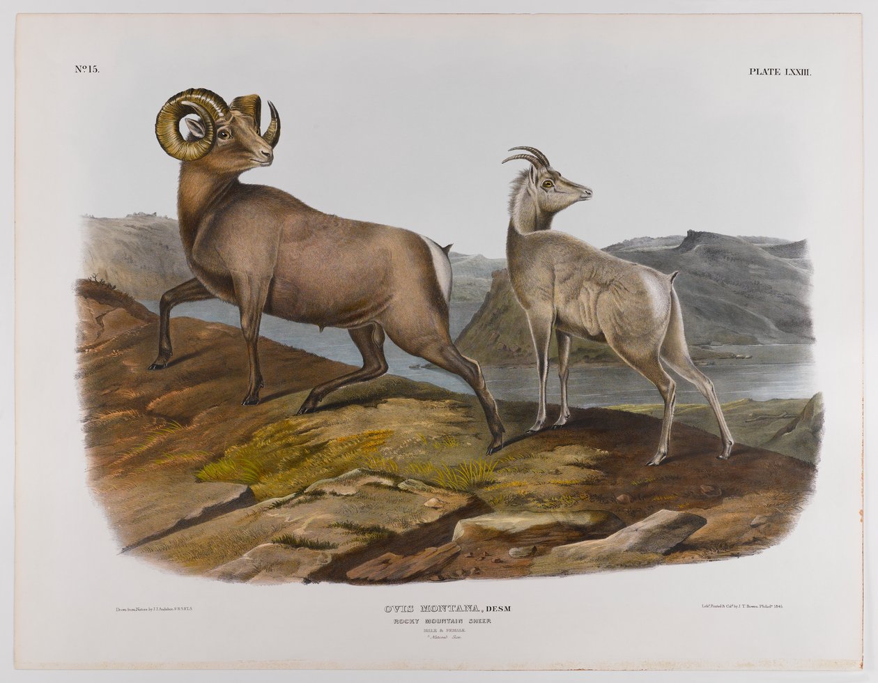 Rocky Mountain får, 1845 af John James Audubon