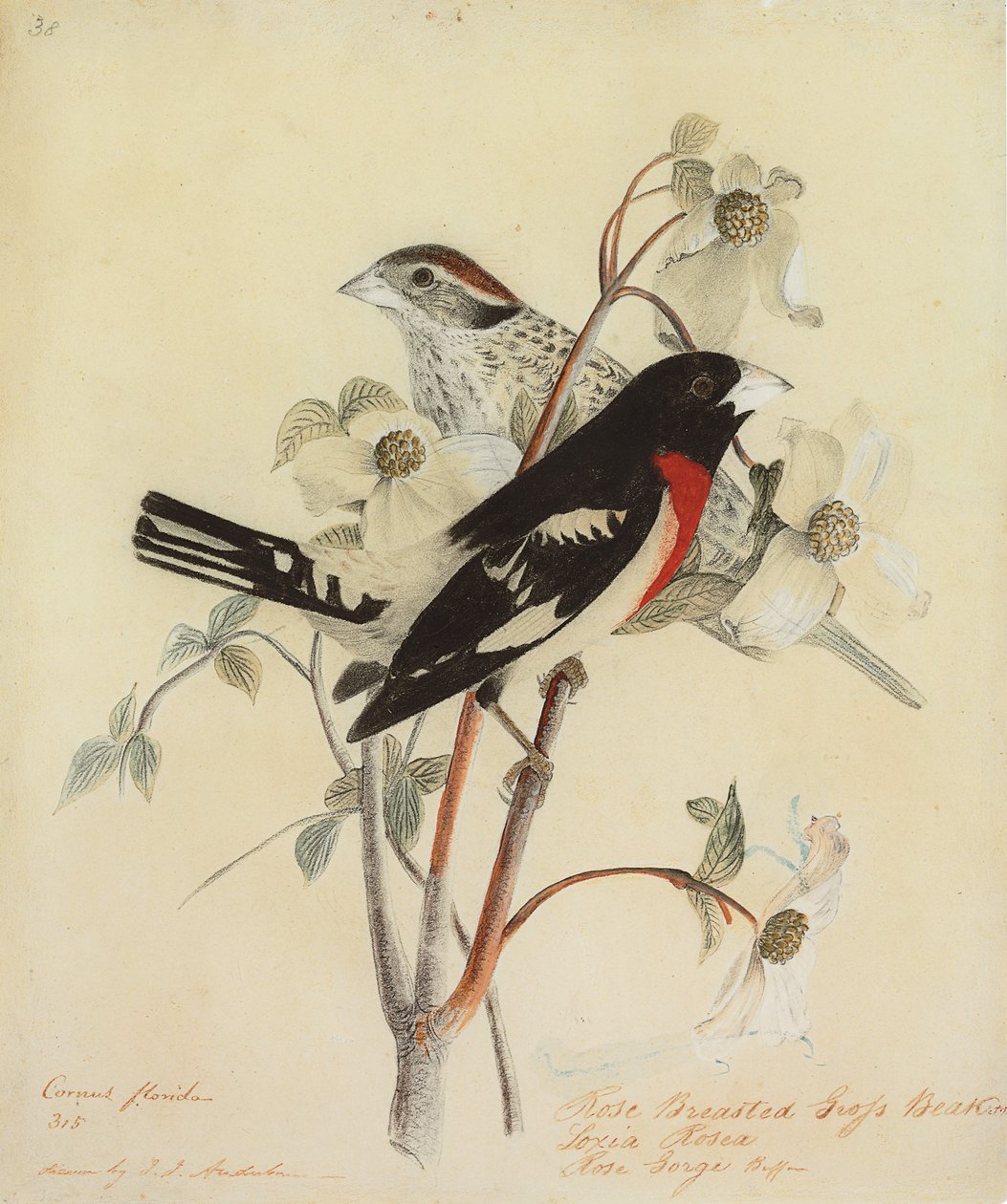 Rose-Breasted Grosbeak, 1938 af John James Audubon