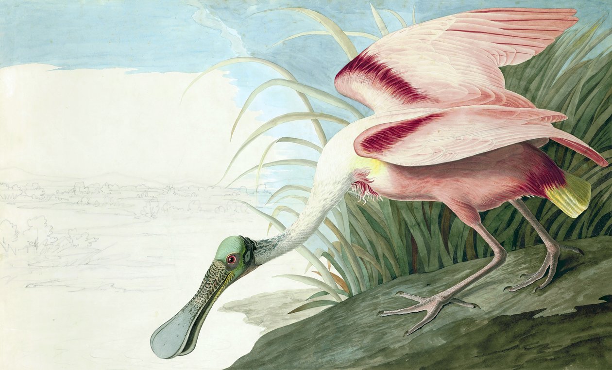 Roseate Spoonbill, Platalea Ajaja, fra "The Birds of America" af John J. Audubon, pub. 1827-38 af John James Audubon