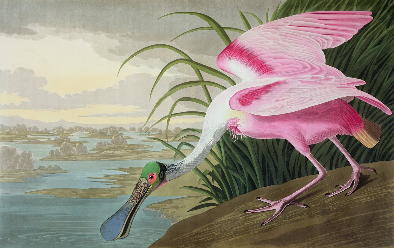 Roseate skestork, Platalea leucorodia, fra "The Birds of America", 1836 af John James Audubon