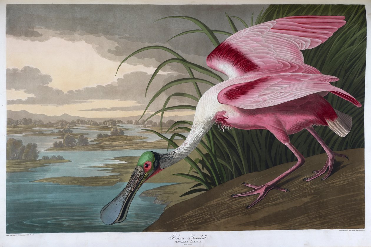 Roseate skestork. Voksen mand af John James Audubon