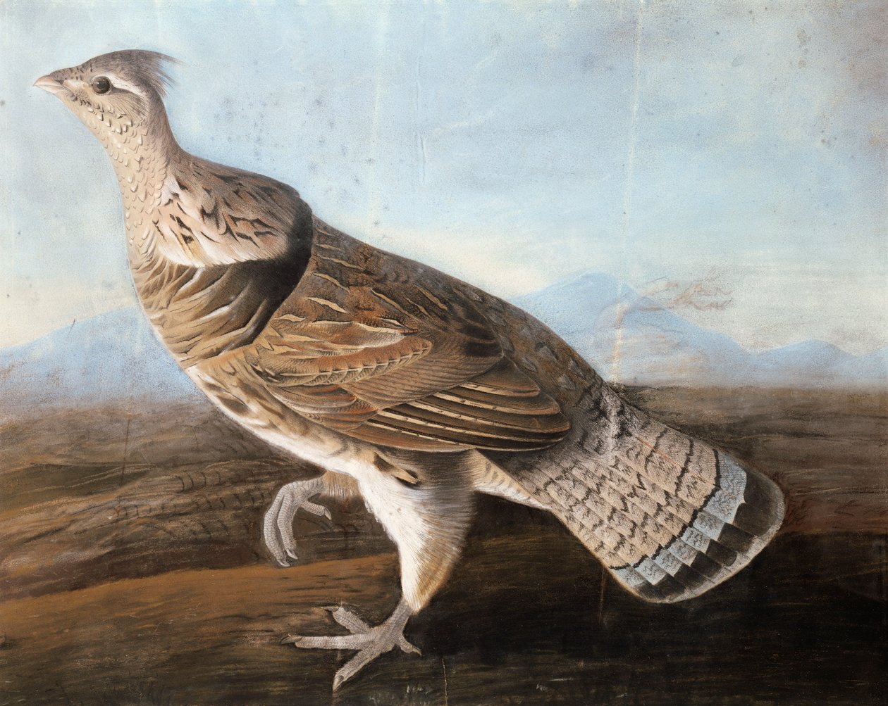 Ruffed Goose, ca. 1812 (pastel på papir) af John James Audubon