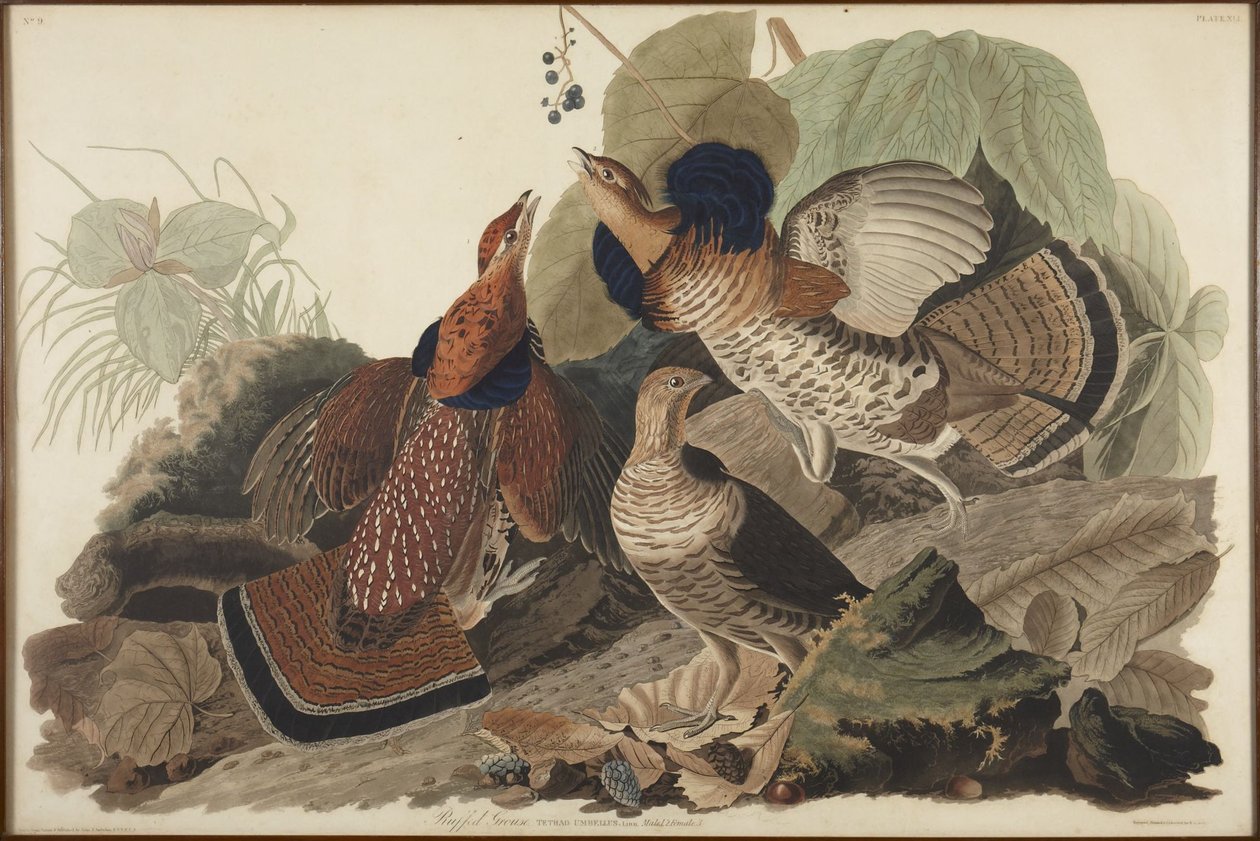 Kravehøne af John James Audubon