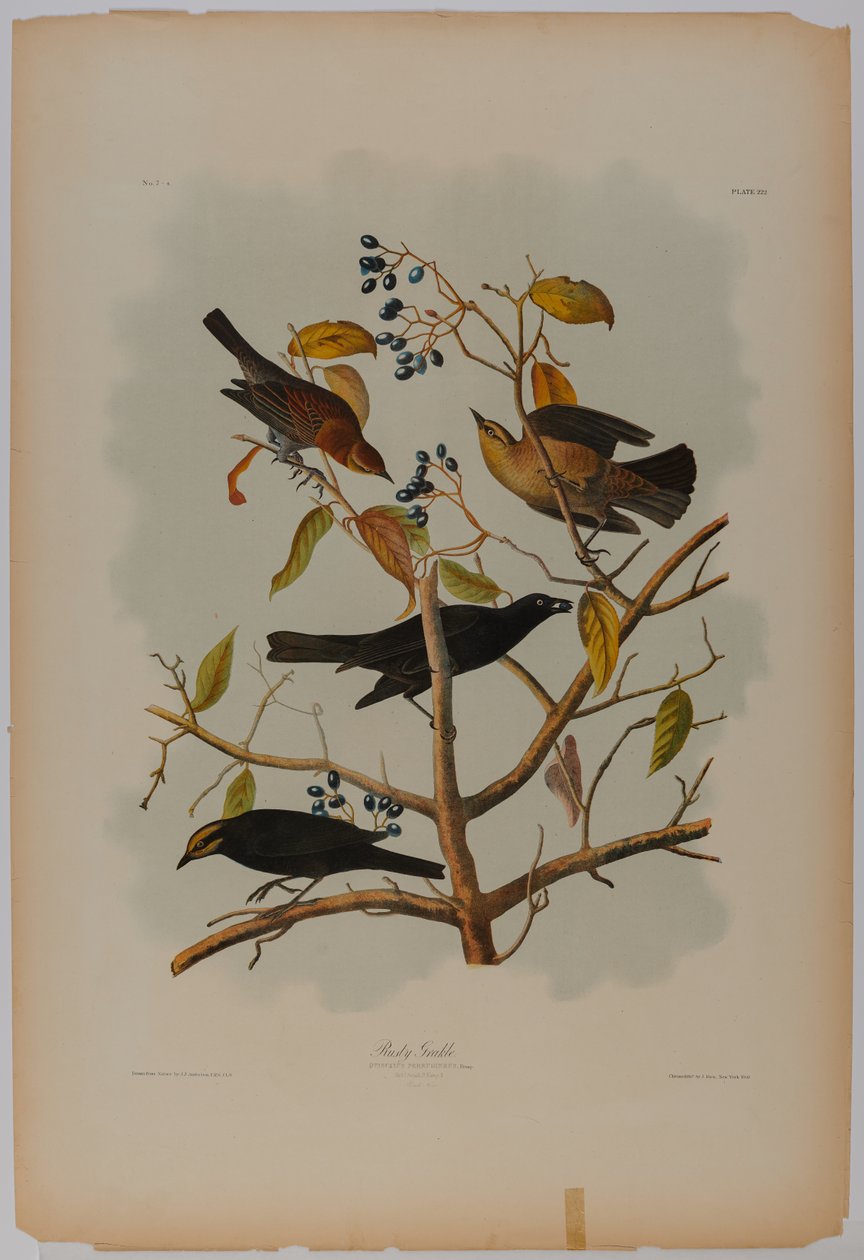 Rusten Grackle af John James Audubon