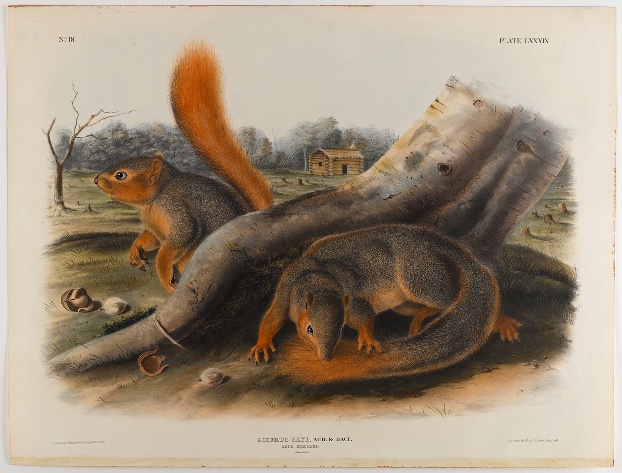 Siger egern af John James Audubon