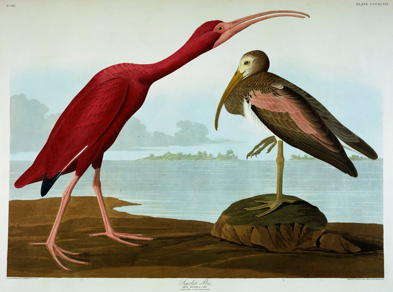 Scarlet Ibis af John James Audubon