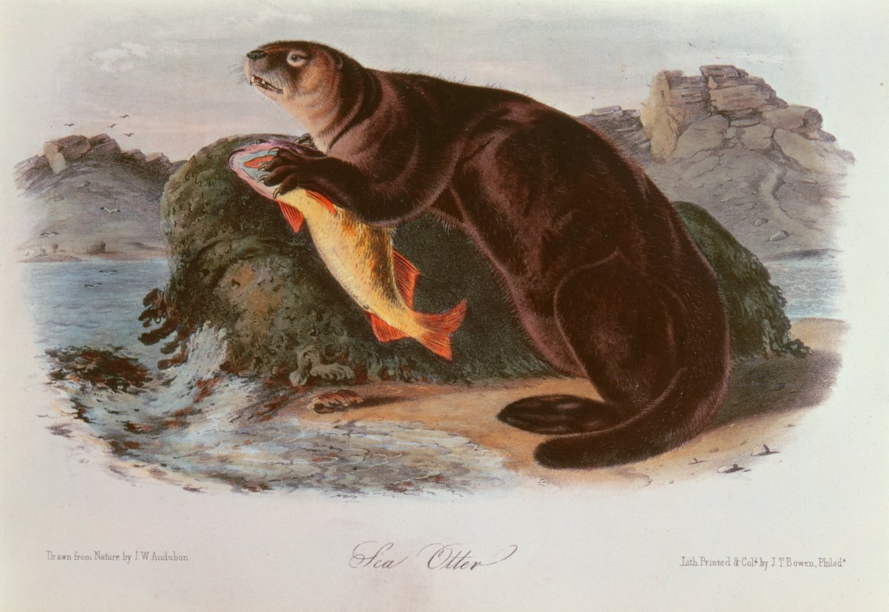 Havodder fra Quadrupeds of North America (1842-5) af John James Audubon