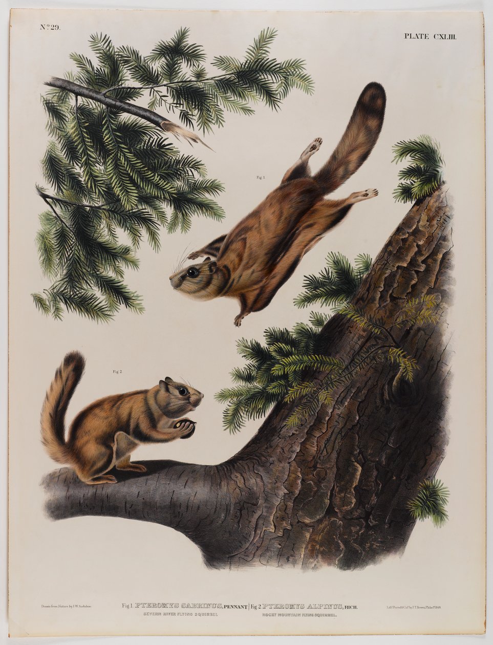 Severn River flyvende egern (venstre) og Rocky Mountain flyvende egern (højre) af John James Audubon