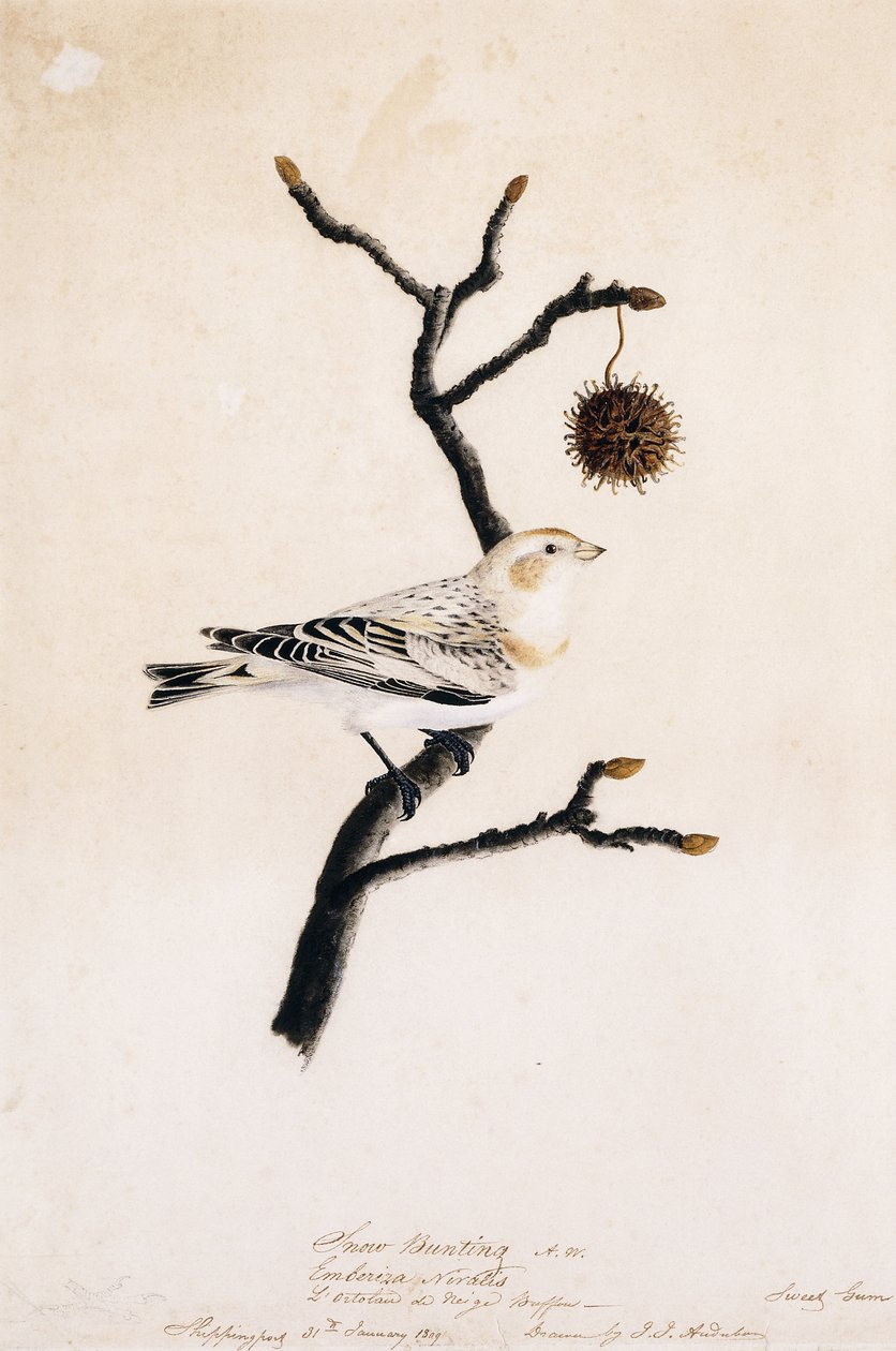 Snespurv, 1809 af John James Audubon