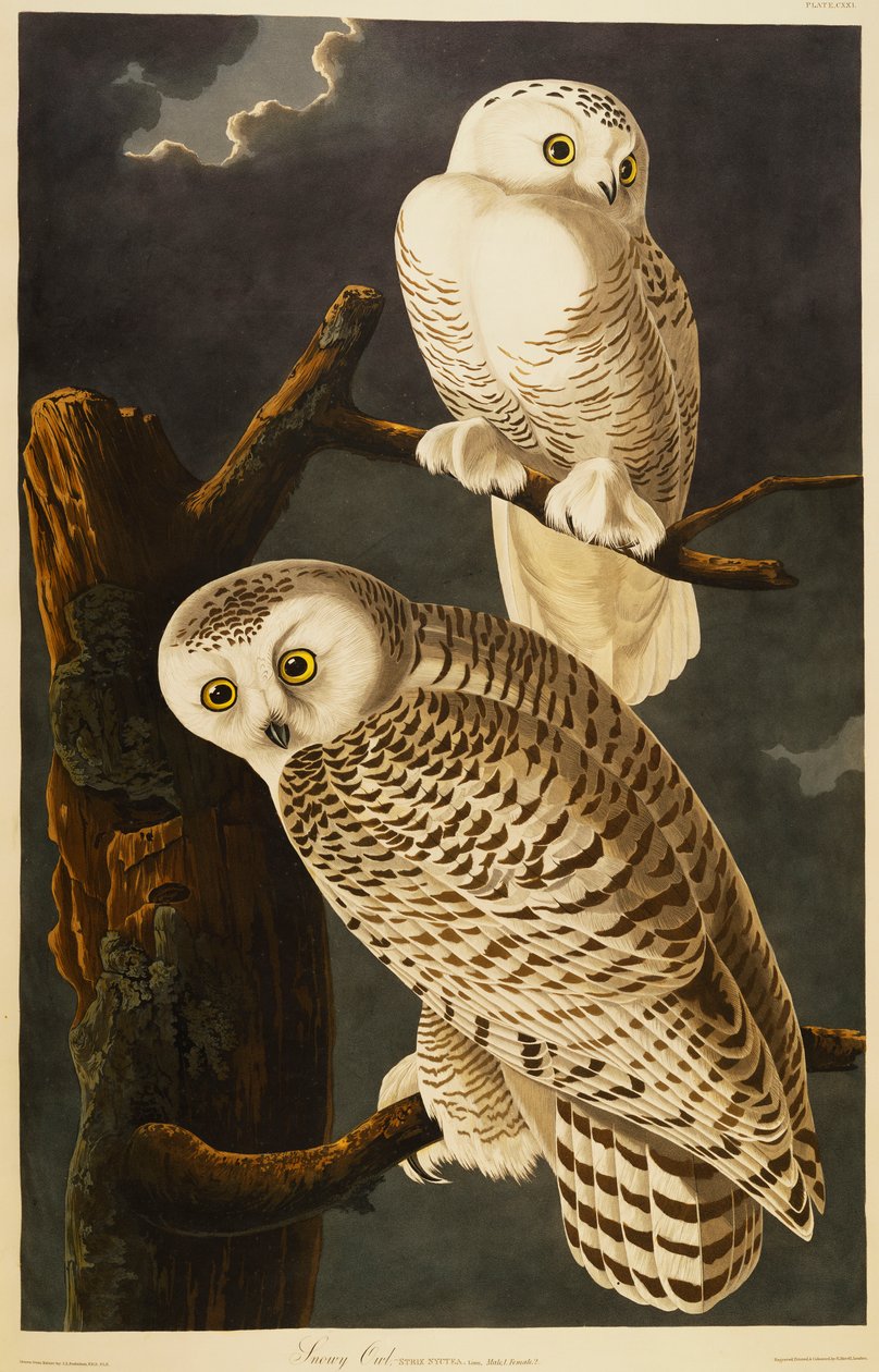 Sne ugle af John James Audubon