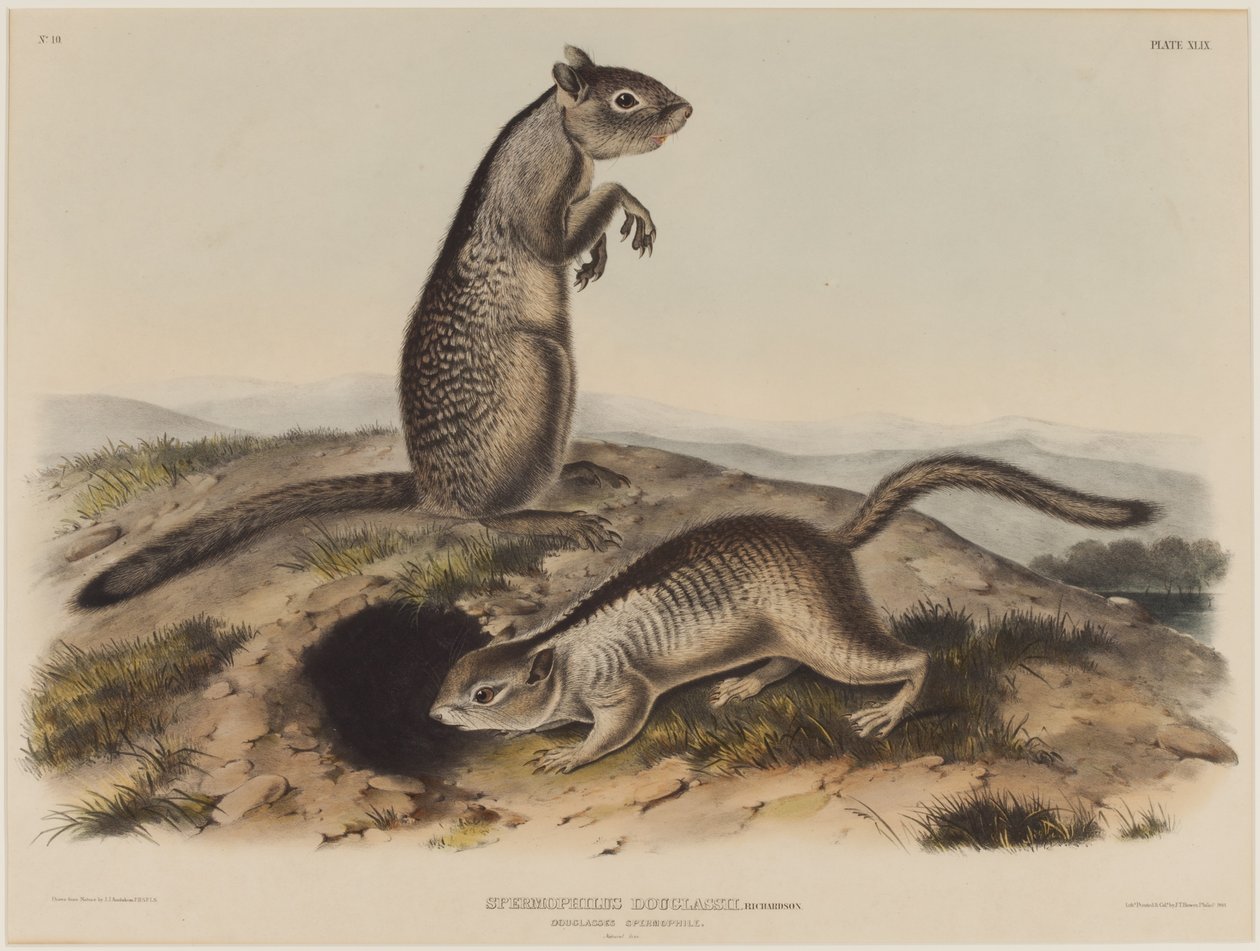 Spermophilus Douglassii (To Douglas egern) af John James Audubon
