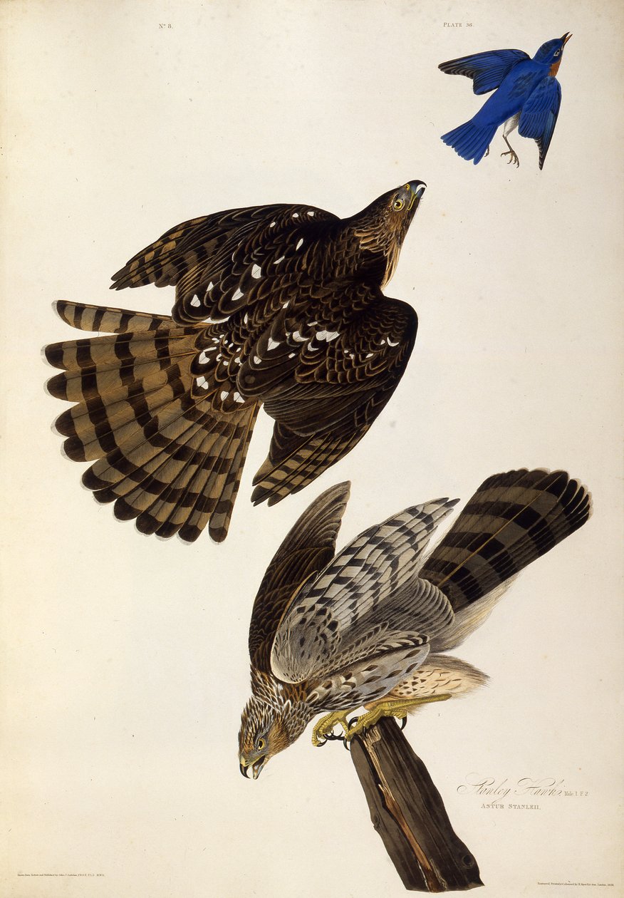 Stanley Hawks. Fra The Birds of America, 1827-1838. af John James Audubon
