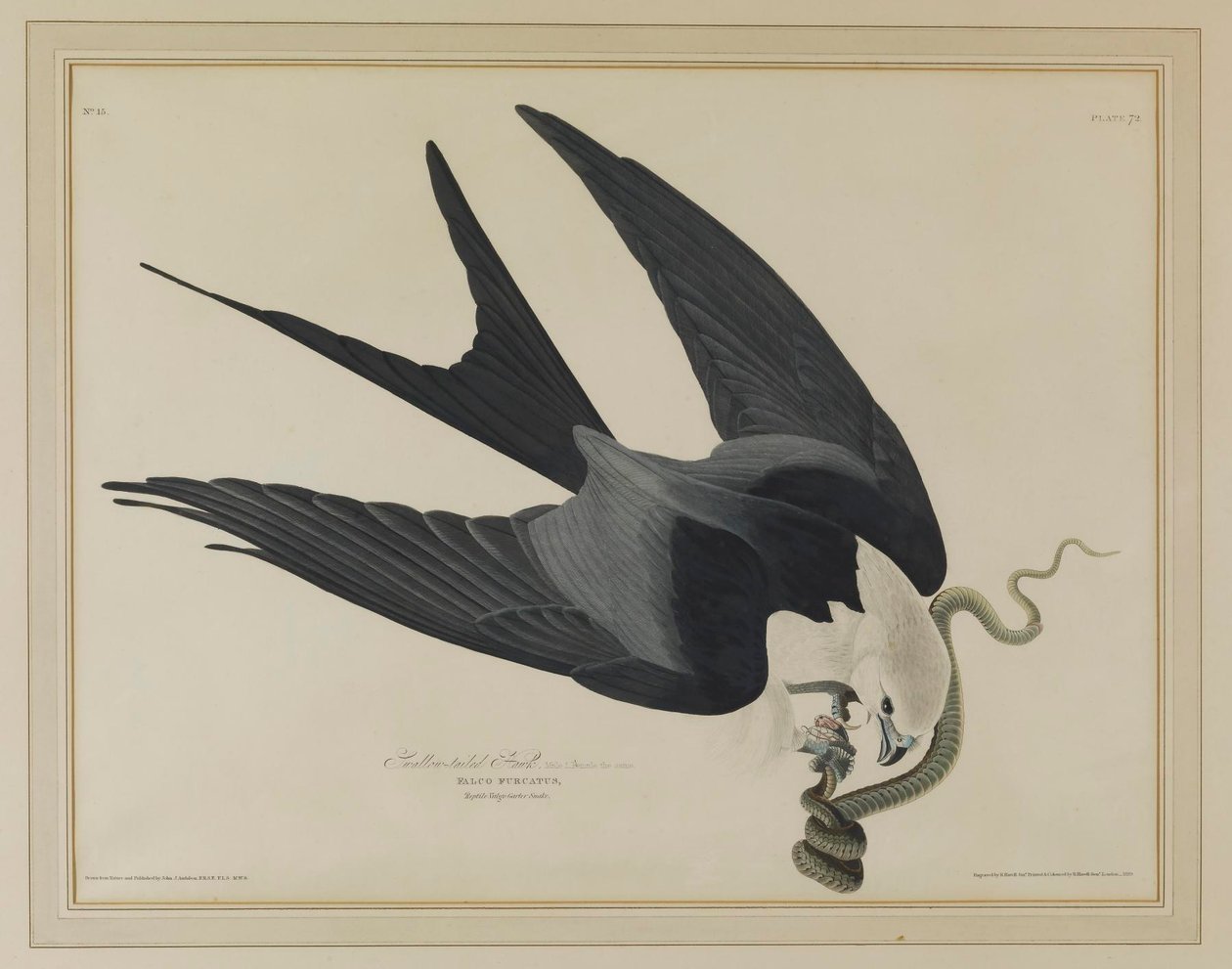 Svalehaleglente af John James Audubon