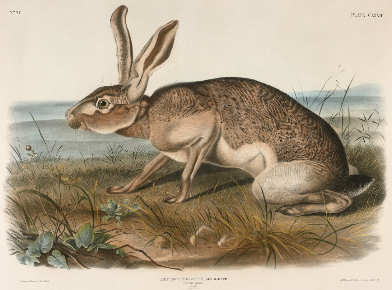 Texian Hare (Lepus Texianus), 1848 (håndfarvet litografi) af John James Audubon