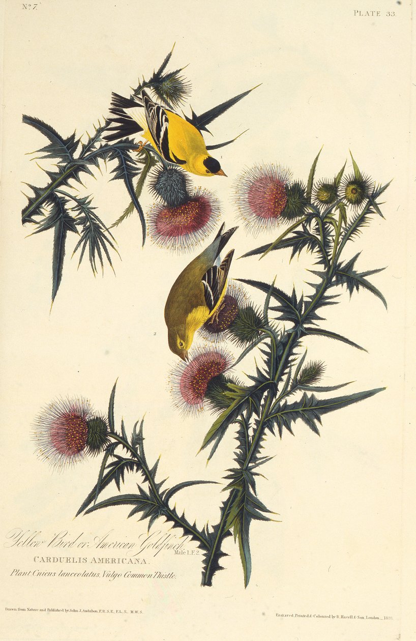 Den amerikanske guldfink. Fra The Birds of America, 1827-1838. af John James Audubon